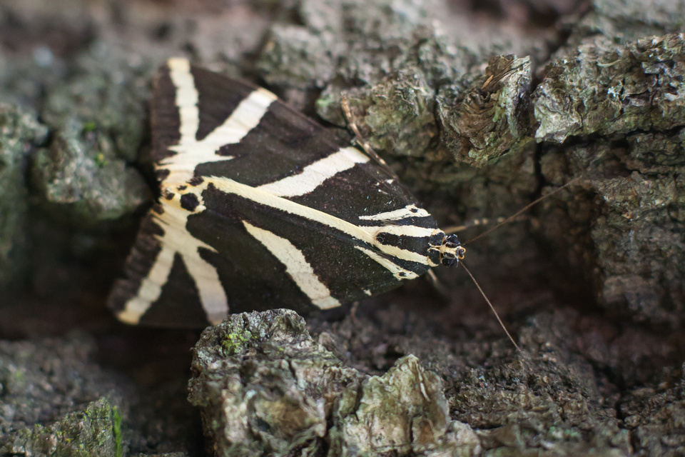 Euplagia quadripunctaria - csíkos medvelepke