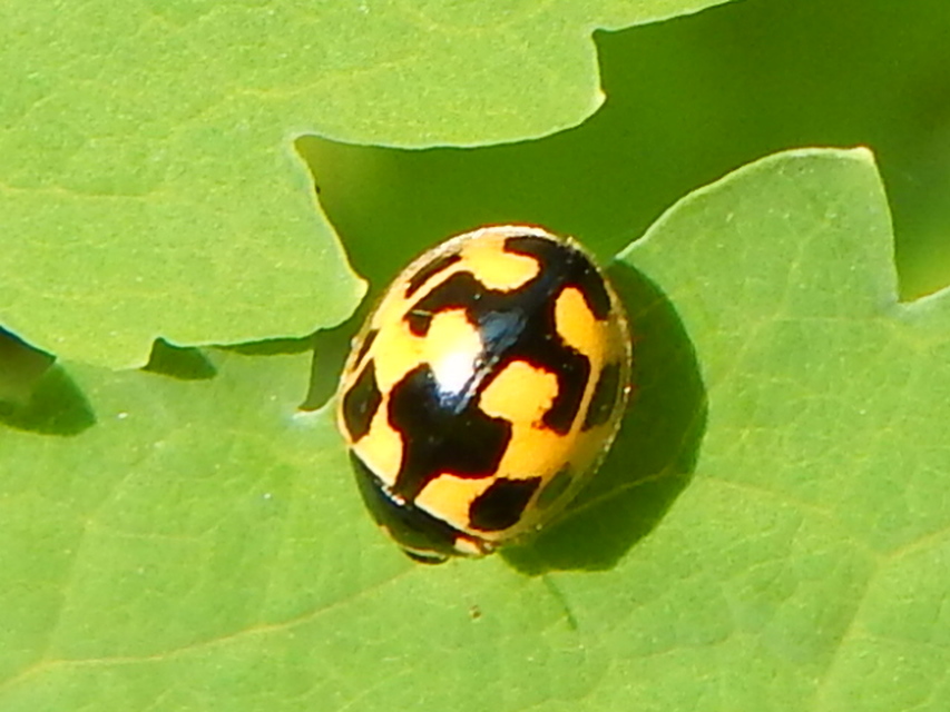 Propylea quatuordecimpunctata - tizennégypettyes füsskata