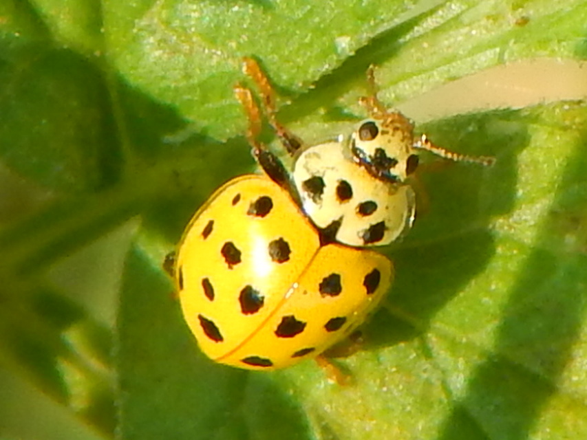 Psyllobora vigintiduopunctata - huszonkétpettyes katica