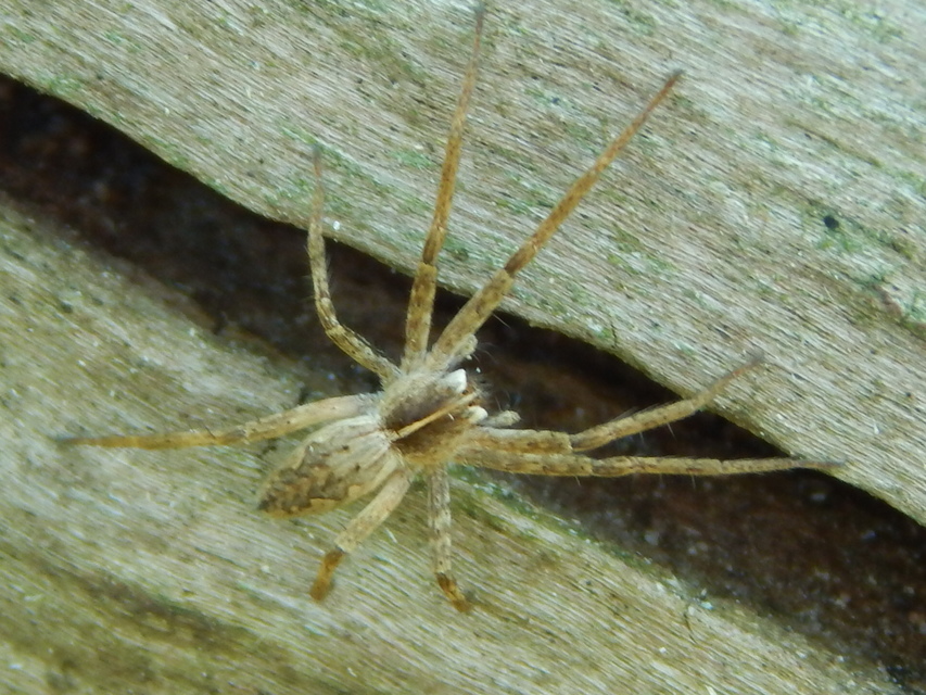 Pisaura mirabilis - csodáspók