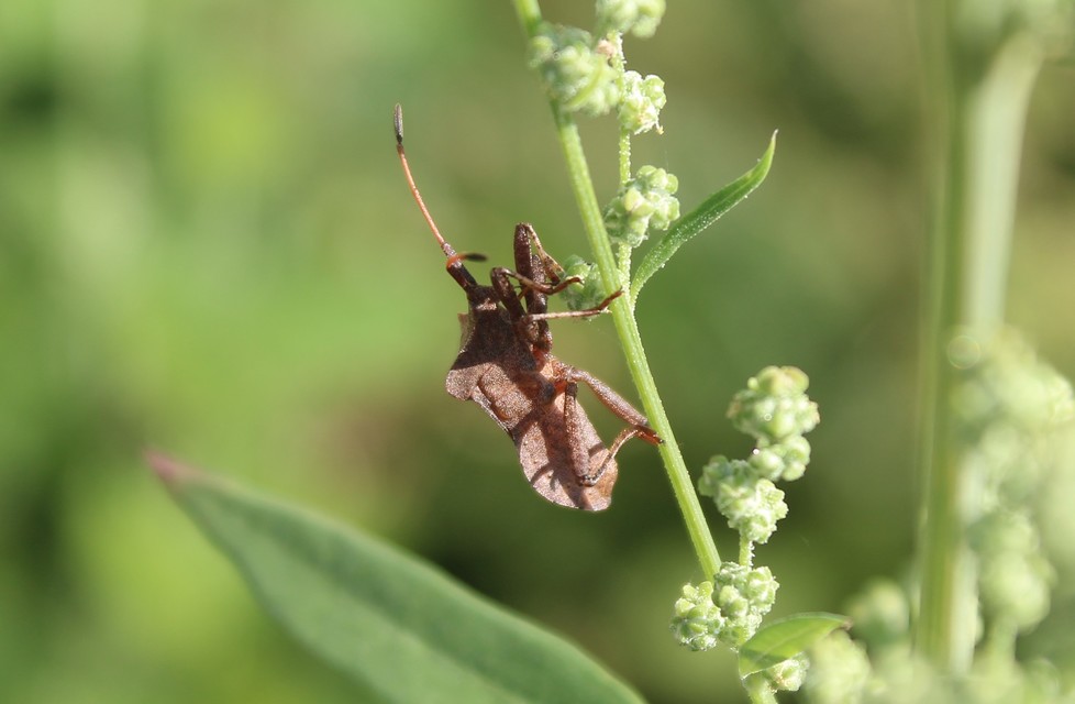 Coreus marginatus - közönséges karimáspoloska