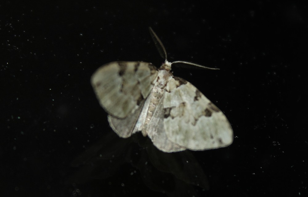 Colostygia pectinataria - zöld levélaraszoló