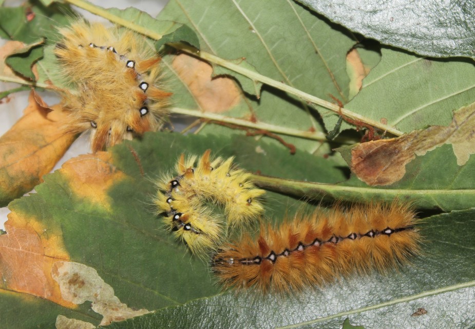 Acronicta aceris - vadgesztenye-szigonyosbagoly