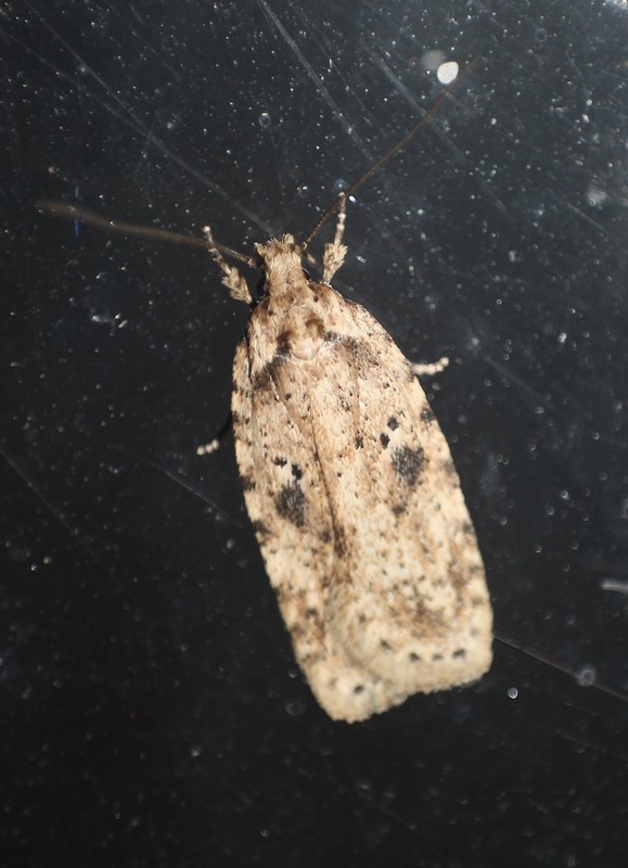 Agonopterix arenella - ördögszem-laposmoly