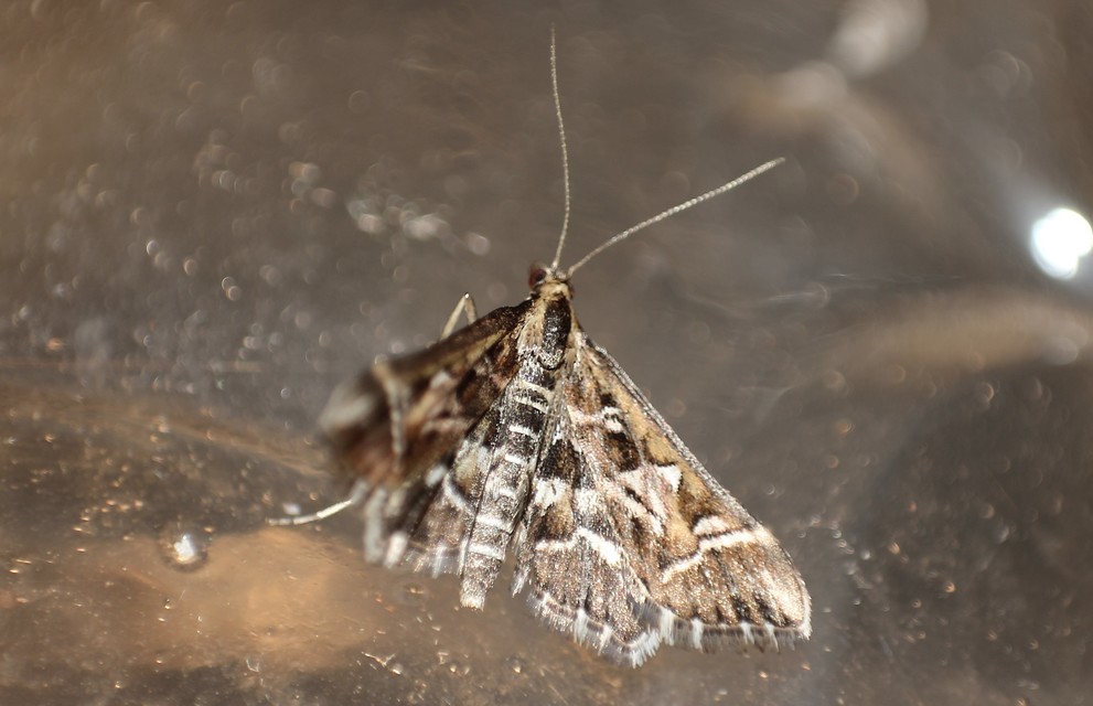 Diasemia reticularis - betűmintás tűzmoly