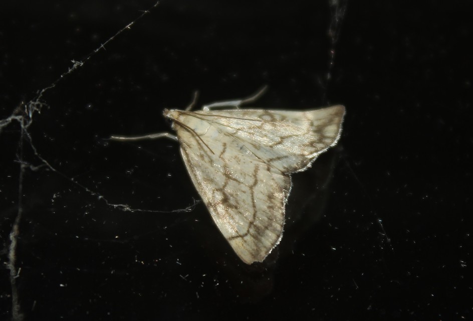 Evergestis pallidata - szalmaszínű dudvamoly