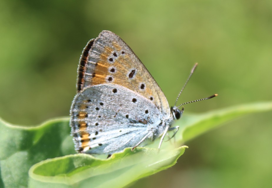 Lycaena dispar rutilus - nagy tűzlepke