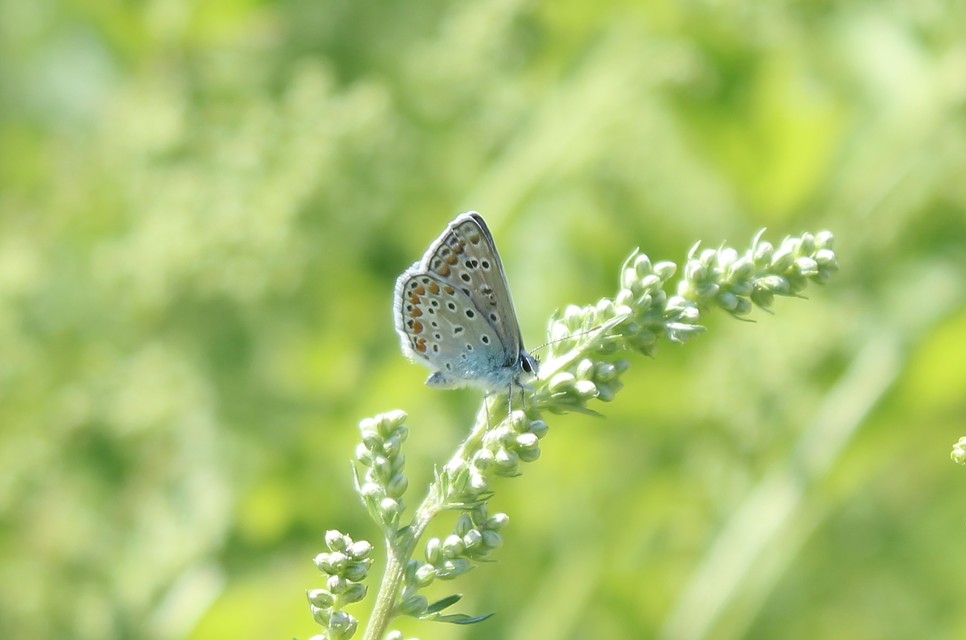 Polyommatus icarus - közönséges boglárka
