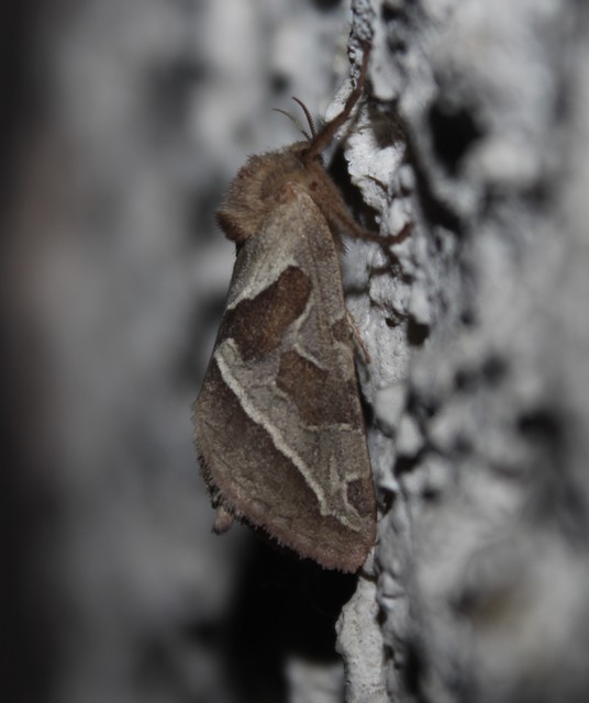 Triodia sylvina - kis gyökérrágólepke