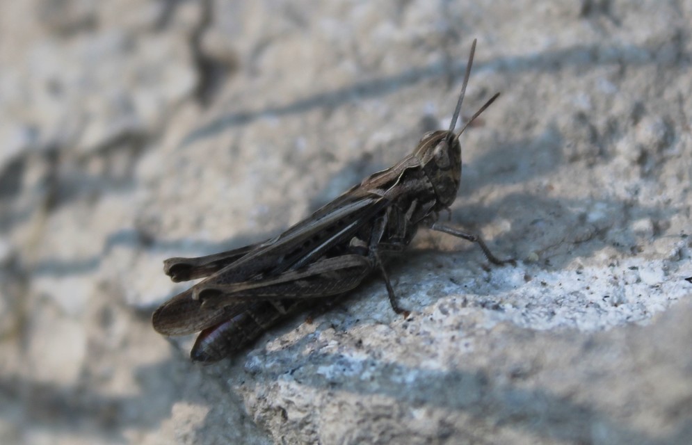 Chorthippus (Glyptobothrus) (subgenus)