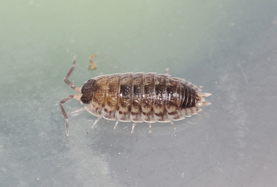Porcellio spinicornis Porcellio spinicornis