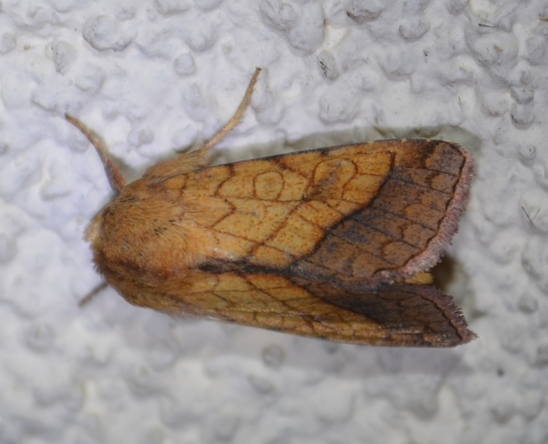 Pyrrhia umbra - iglicebagoly