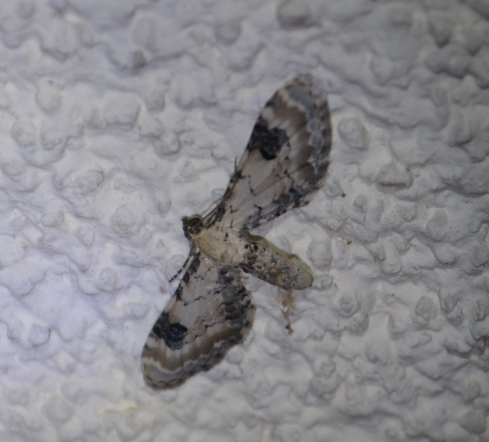 Eupithecia centaureata - búzavirág-törpearaszoló
