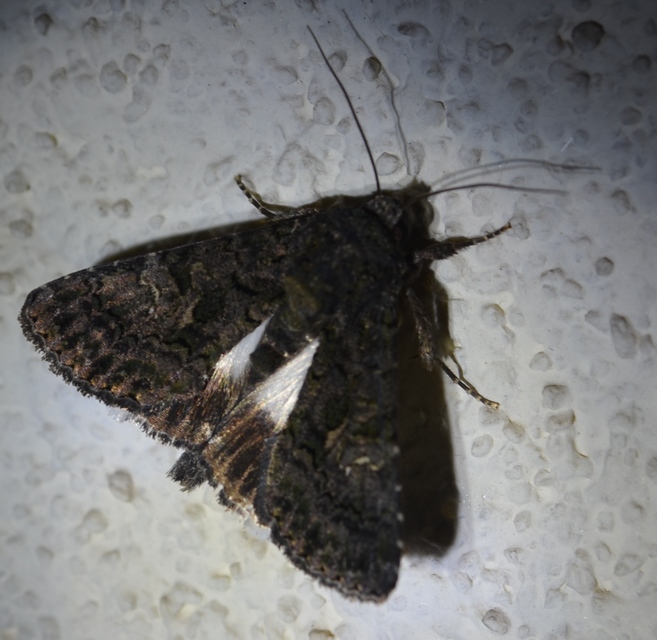 Anophia leucomelas - déli folyófűbagoly