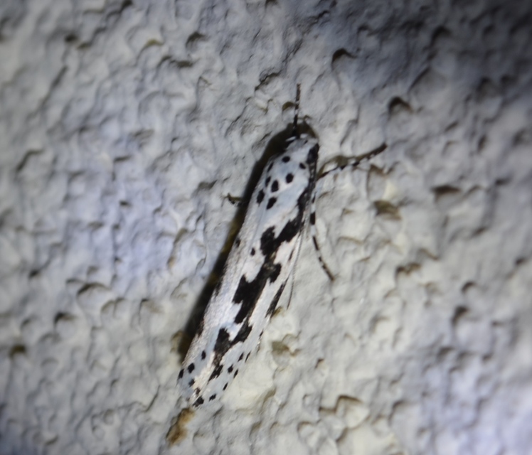 Ethmia