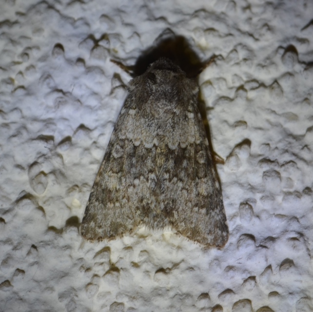 Hecatera dysodea - parajbagoly
