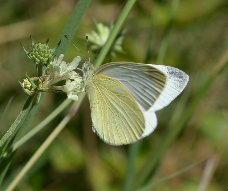 Pieris ergane - sziklai fehérlepke