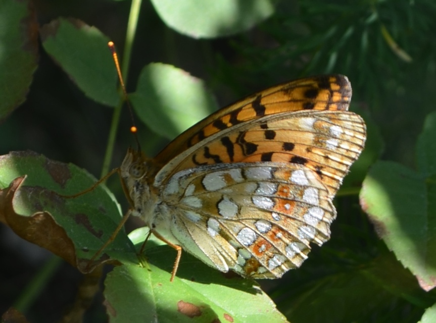 Argynnis adippe - ezüstös gyöngyházlepke