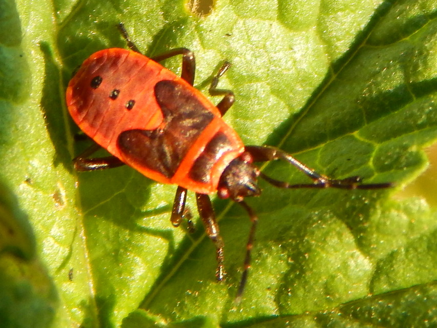 Pyrrhocoris apterus - verőköltő poloska