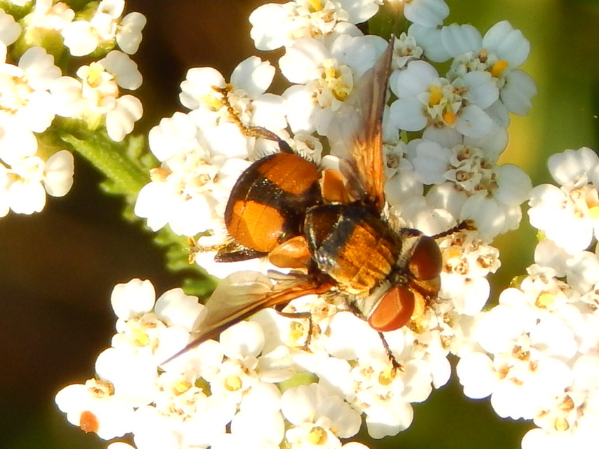Phasiinae