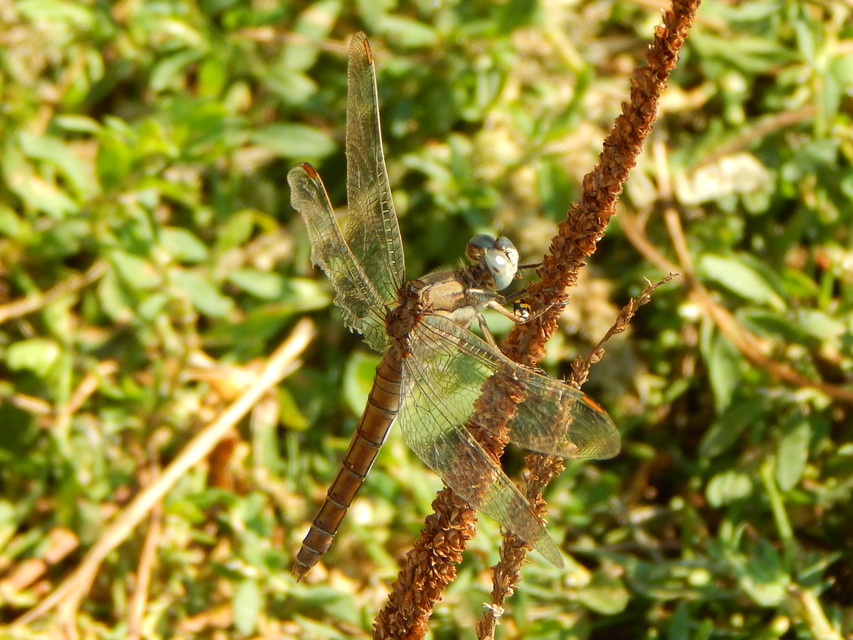 Orthetrum brunneum - pataki pásztorszitakötő