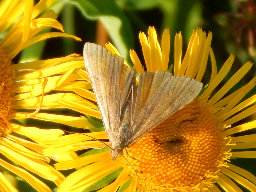 Nomophila noctuella - közönséges vándormoly