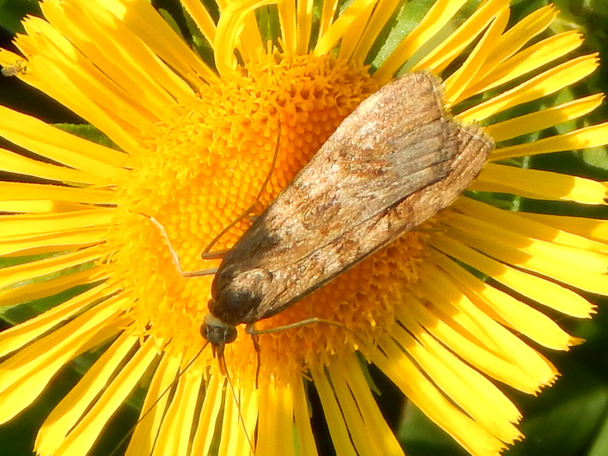 Nomophila noctuella - közönséges vándormoly