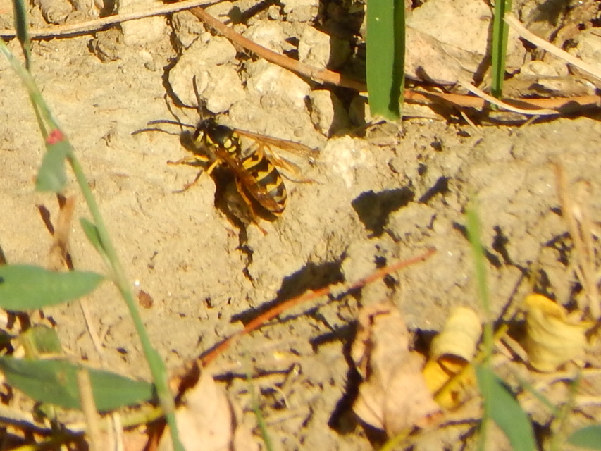 Vespula germanica - német darázs