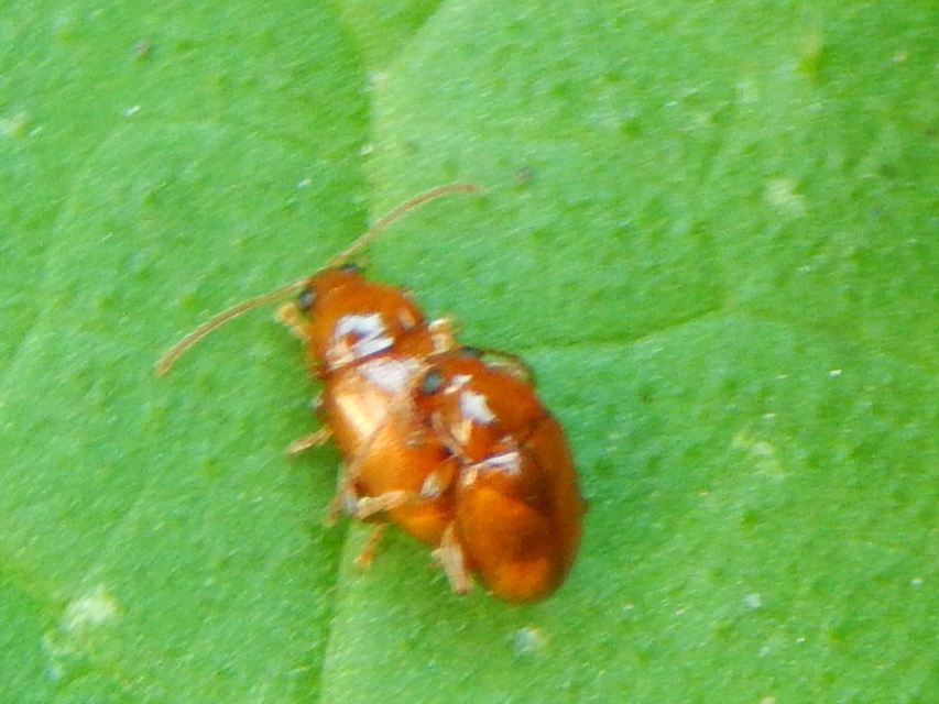 Neocrepidodera