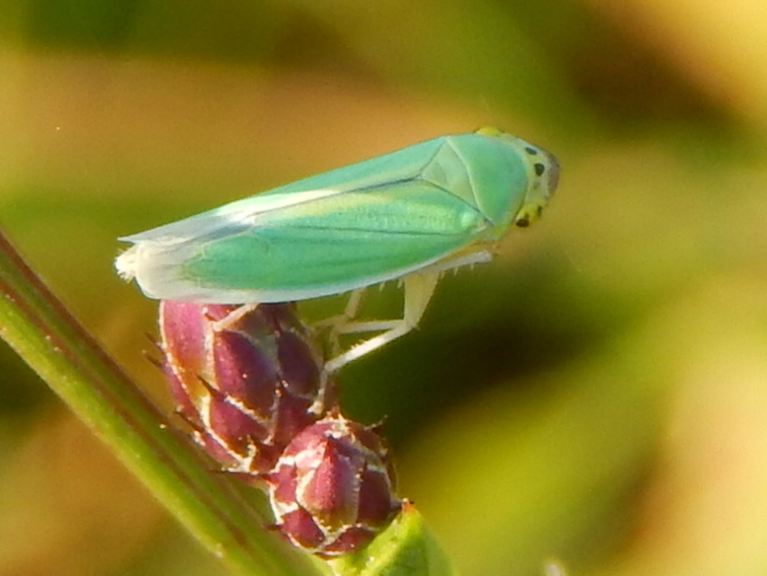 Cicadella viridis - méregzöld kabóca