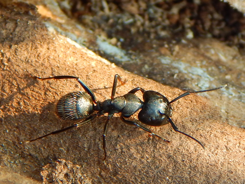 Camponotus vagus - fekete lóhangya