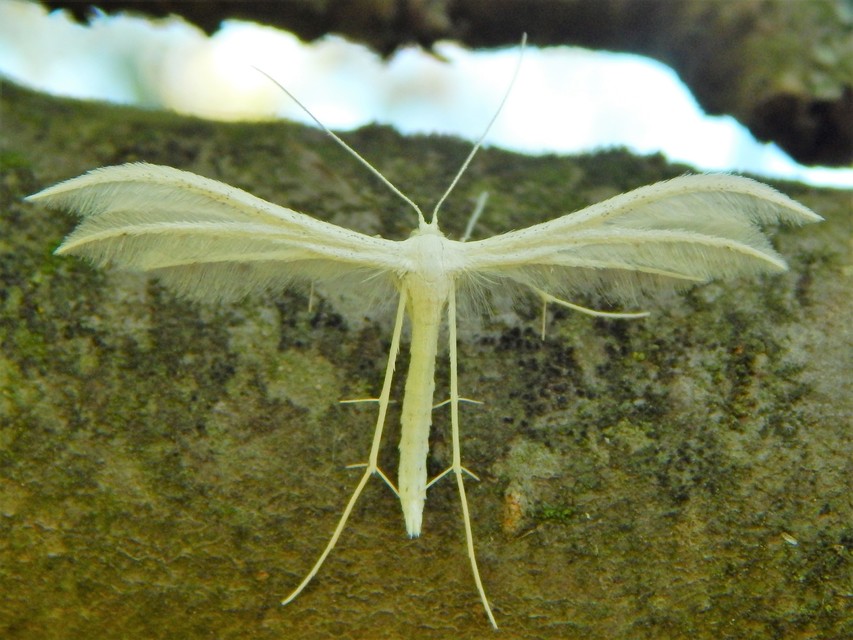 Pterophorus pentadactyla - fehér tollasmoly