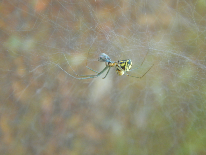 Linyphiidae - vitorláspókok