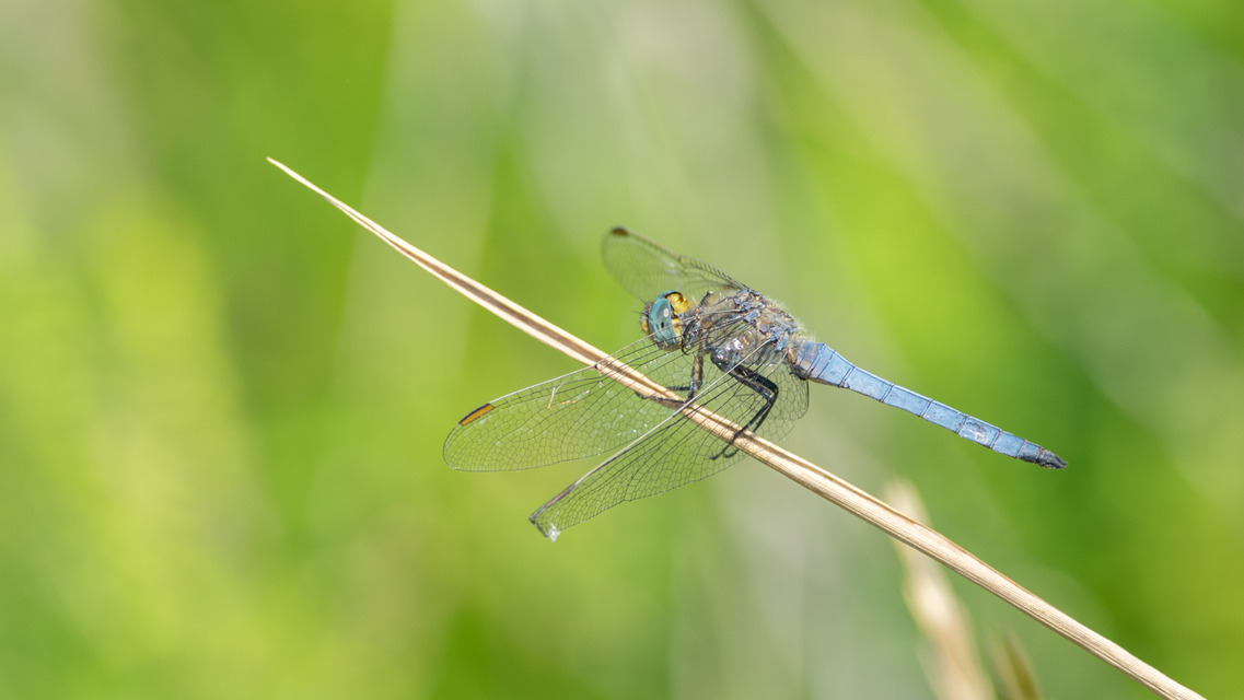 Orthetrum coerulescens - karcsú pásztorszitakötő