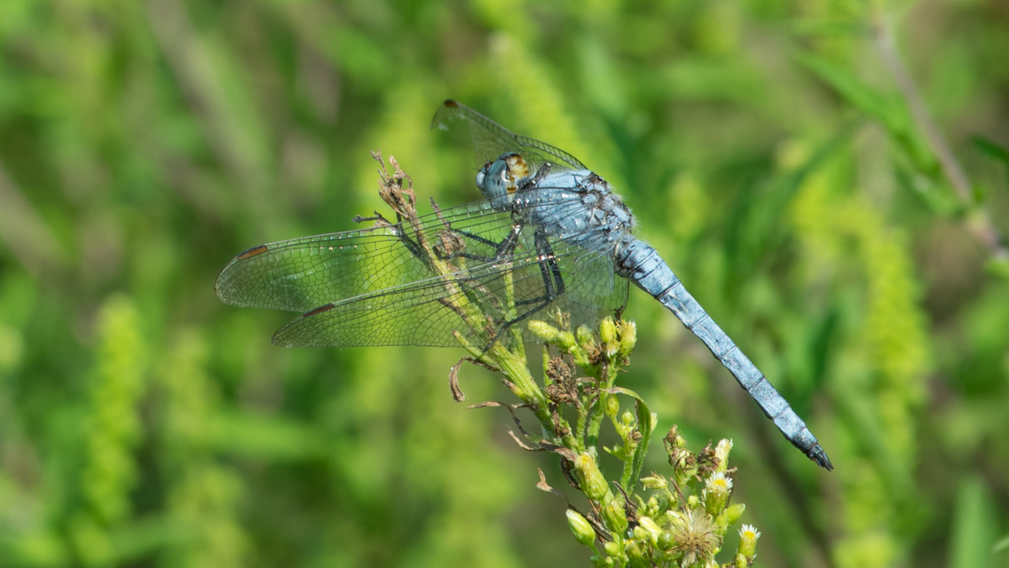 Orthetrum brunneum - pataki pásztorszitakötő