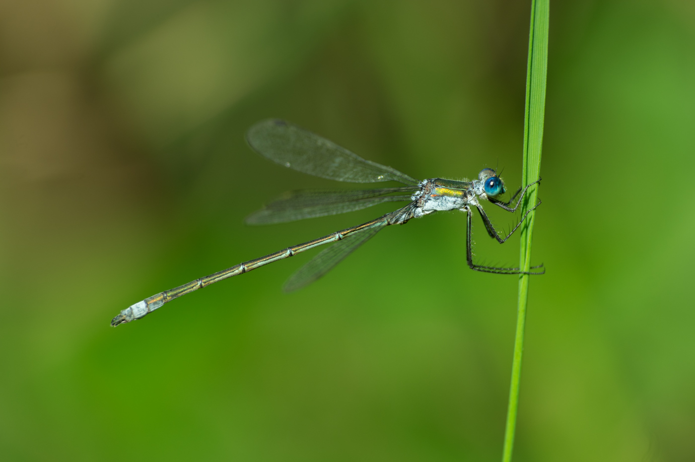 Lestes sponsa - lomha rablószitakötő