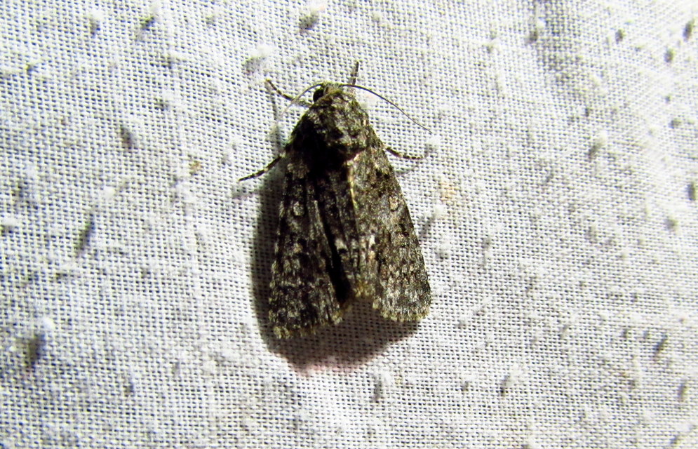 Acronicta rumicis - sóska-szigonyosbagoly