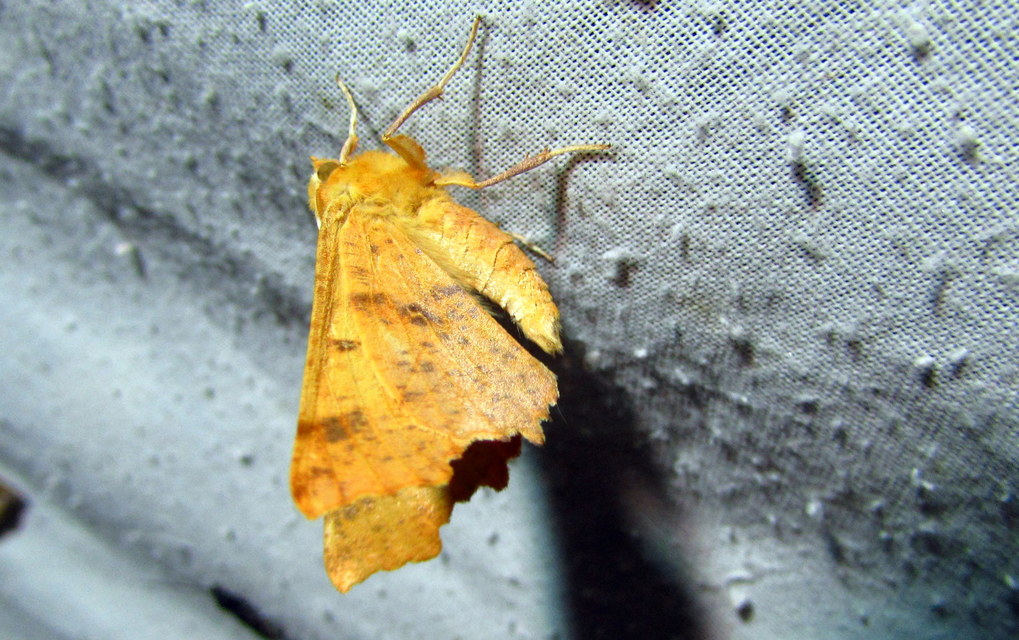 Ennomos autumnaria - őszi levélaraszoló