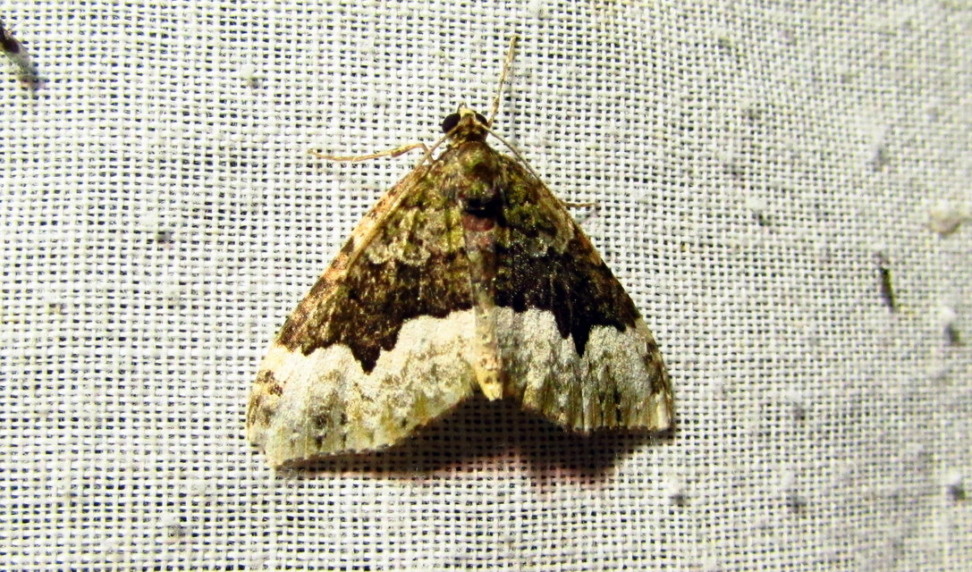 Euphyia biangulata - szegletes tarkaaraszoló