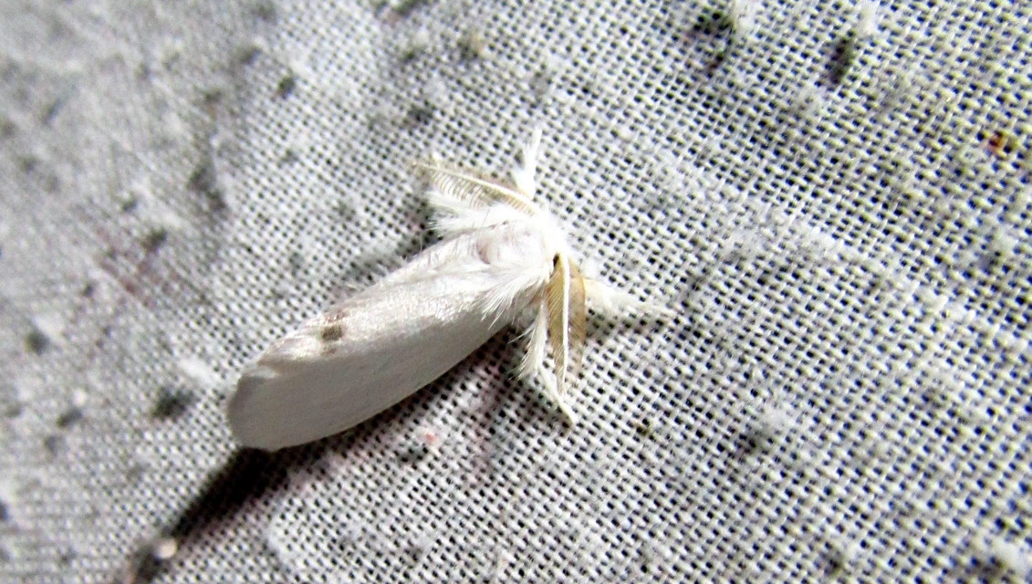 Sphrageidus similis - sárgafarú szövő