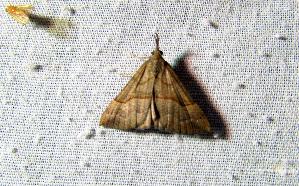 Hypena proboscidalis - ormányos karcsúbagoly