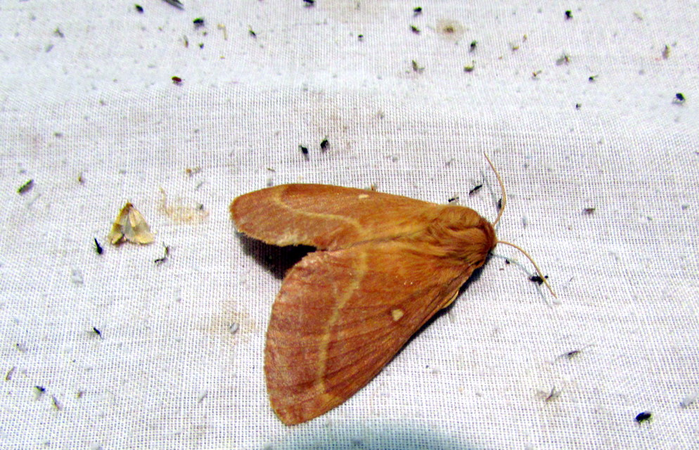 Lasiocampa quercus - tölgyfaszövő