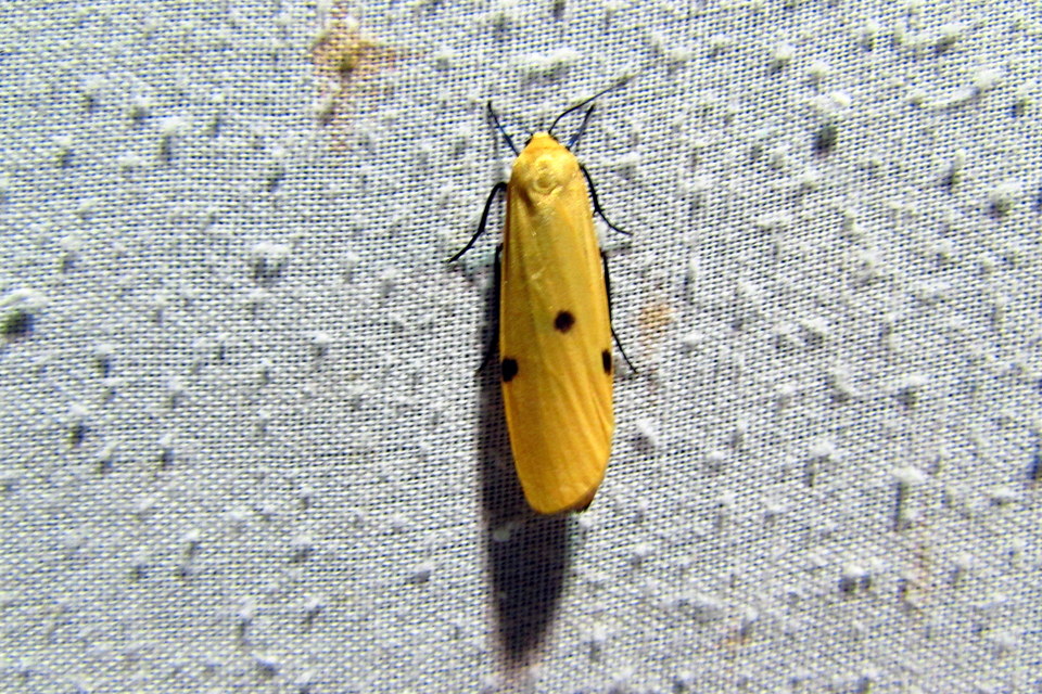 Lithosia quadra - négypettyes zuzmószövő
