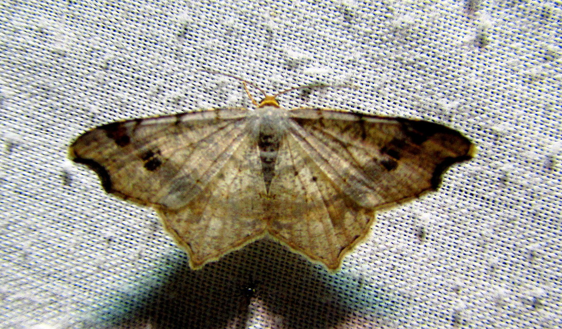 Macaria alternata - közönséges szürkearaszoló