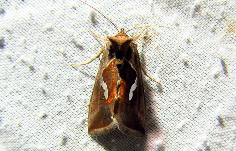 Macdunnoughia confusa - cseppfoltos ezüstbagoly