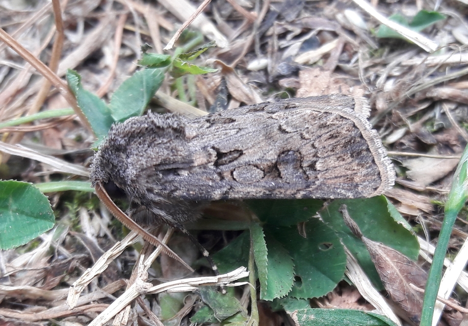 Agrotis bigramma - kétjegyű földibagoly