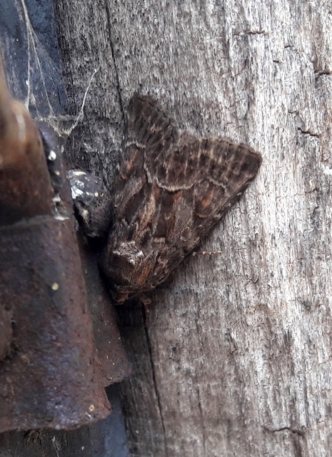 Thalpophila matura - fakó erdeibagoly