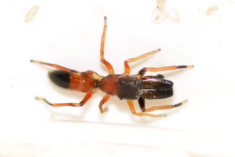 Myrmarachne formicaria - nagy hangyautánzópók