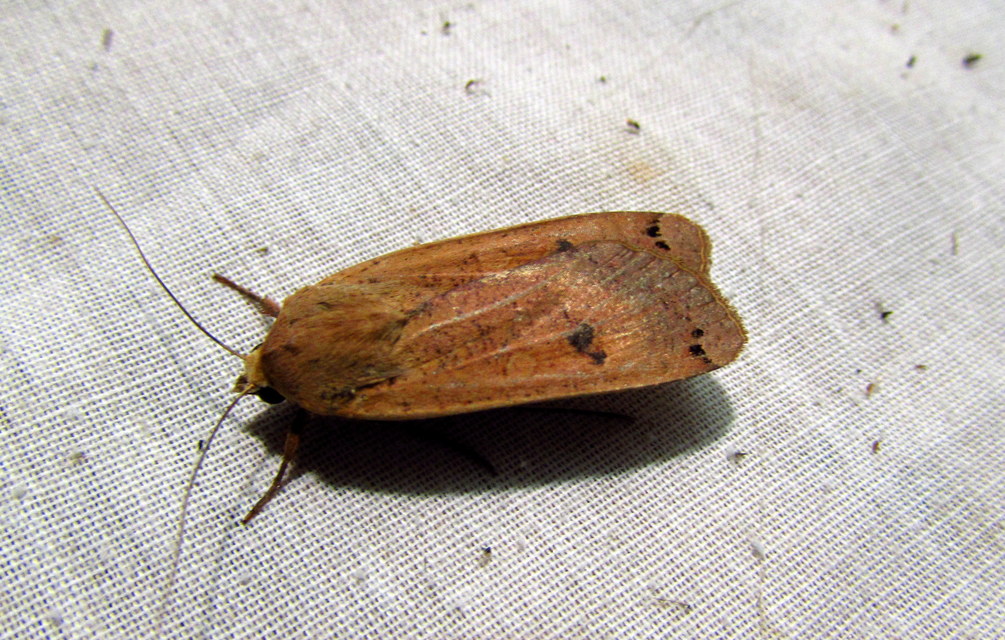 Noctua pronuba - nagy sárgafűbagoly