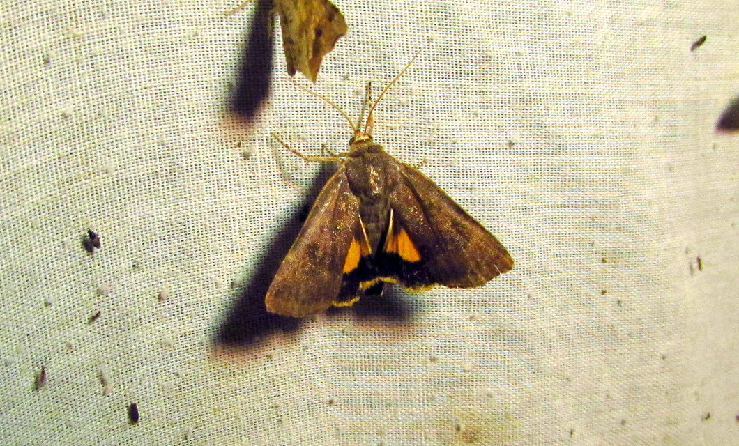 Noctua janthe/janthina